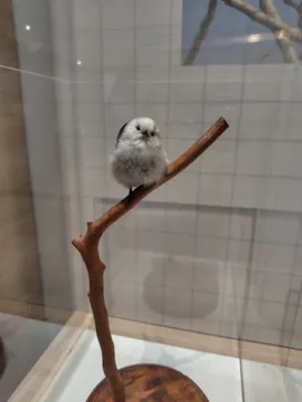特別展「鳥 ～ゲノム解析が解き明かす新しい鳥類の系統～」に投稿された画像（2026/3/14）