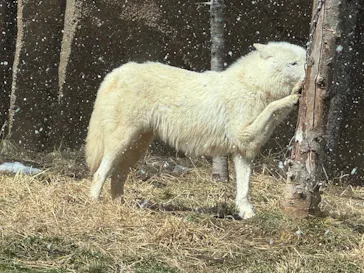 那須どうぶつ王国に投稿された画像（2026/3/14）