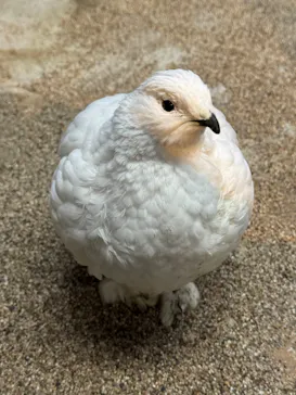 那須どうぶつ王国に投稿された画像（2026/3/14）