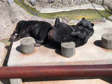 奥飛騨クマ牧場に投稿された画像（2026/3/14）