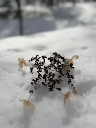 SAN SAPPORO ACTIVE NAVIGATION（サンサッポロアクティブナビゲーション）に投稿された画像（2026/3/14）