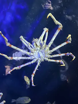 竹島水族館に投稿された画像（2026/3/14）