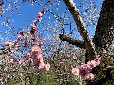 偕楽園本園に投稿された画像（2026/3/14）