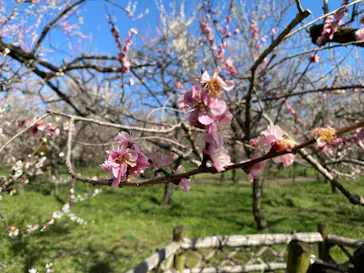 偕楽園本園に投稿された画像（2026/3/14）