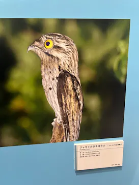 特別展「鳥 ～ゲノム解析が解き明かす新しい鳥類の系統～」に投稿された画像（2026/3/14）