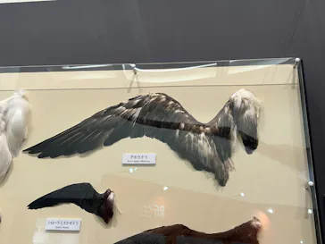 特別展「鳥 ～ゲノム解析が解き明かす新しい鳥類の系統～」に投稿された画像（2026/3/14）