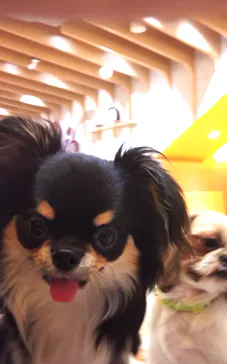 いぬカフェRio 浅草店に投稿された画像（2026/3/14）