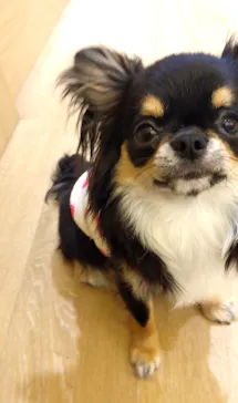 いぬカフェRio 浅草店に投稿された画像（2026/3/14）