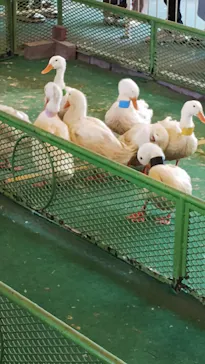 別府ケーブルラクテンチに投稿された画像（2026/3/14）