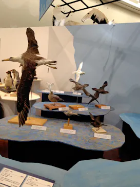 特別展「鳥 ～ゲノム解析が解き明かす新しい鳥類の系統～」に投稿された画像（2026/3/14）