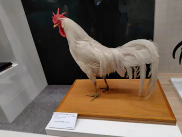 特別展「鳥 ～ゲノム解析が解き明かす新しい鳥類の系統～」に投稿された画像（2026/3/14）