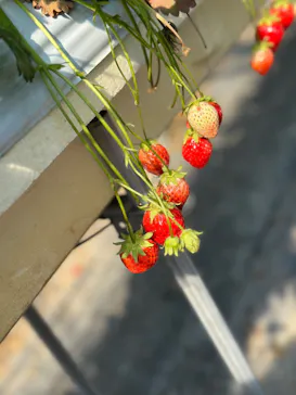 果実の里 原田農園に投稿された画像（2026/3/14）