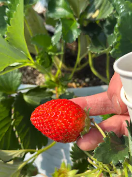 果実の里 原田農園に投稿された画像（2026/3/14）