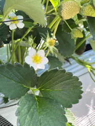 すごう農園直売所ピアッツァに投稿された画像（2026/3/14）