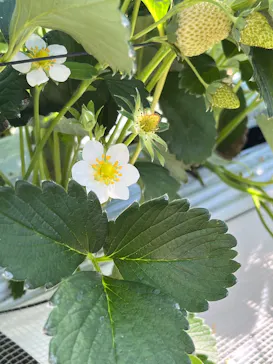 すごう農園直売所ピアッツァに投稿された画像（2026/3/14）