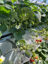 すごう農園直売所ピアッツァに投稿された画像（2026/3/14）