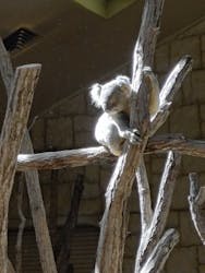 名古屋市東山動植物園に投稿された画像（2026/3/14）