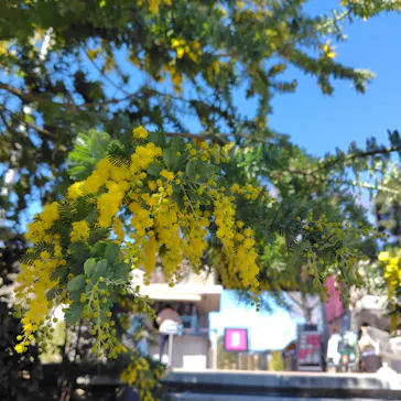 いばらきフラワーパークに投稿された画像（2026/3/14）