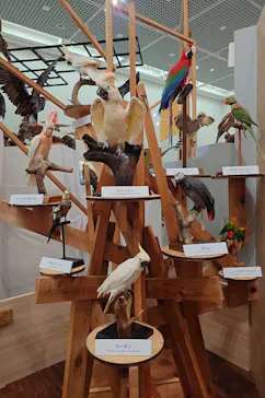 特別展「鳥 ～ゲノム解析が解き明かす新しい鳥類の系統～」に投稿された画像（2026/3/14）