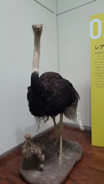 特別展「鳥 ～ゲノム解析が解き明かす新しい鳥類の系統～」に投稿された画像（2026/3/14）