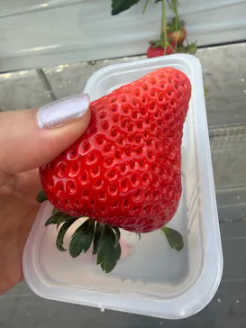 いちご館窪田に投稿された画像（2026/3/14）