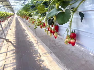 いちご館窪田に投稿された画像（2026/3/14）