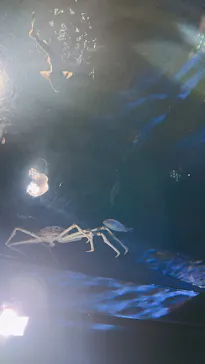 竹島水族館に投稿された画像（2026/3/14）