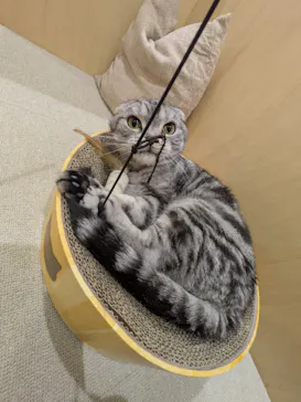 Moff animal cafe イオンモール成田店に投稿された画像（2026/3/14）