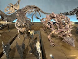 福井県立恐竜博物館に投稿された画像（2026/3/14）