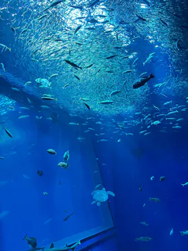 アクアワールド茨城県大洗水族館に投稿された画像（2026/3/14）