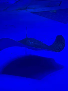 のとじま水族館に投稿された画像（2026/3/14）