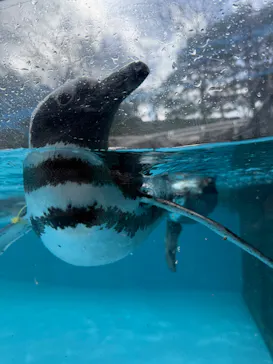 のとじま水族館に投稿された画像（2026/3/14）
