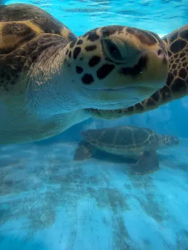 のとじま水族館に投稿された画像（2026/3/14）