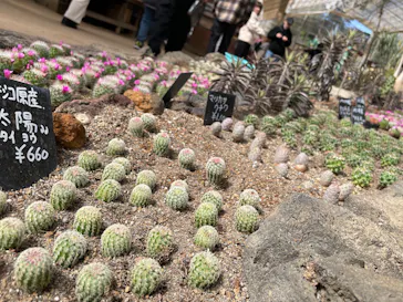 伊豆シャボテン動物公園に投稿された画像（2026/3/14）