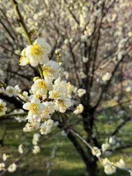 偕楽園本園に投稿された画像（2026/3/14）