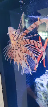 新江ノ島水族館に投稿された画像（2026/3/14）