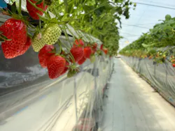 飛騨古川 池田農園に投稿された画像（2026/3/14）