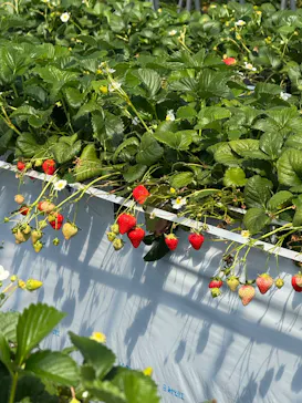 森ファームに投稿された画像（2026/3/14）