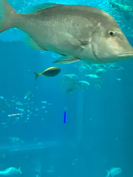 マリンワールド海の中道に投稿された画像（2026/3/14）