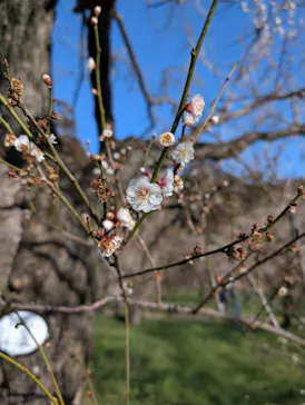 偕楽園本園に投稿された画像（2026/3/14）
