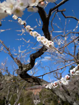 偕楽園本園に投稿された画像（2026/3/14）