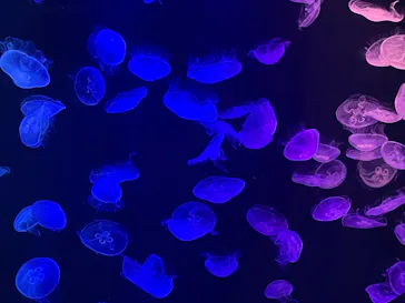 マリンワールド海の中道に投稿された画像（2026/3/14）