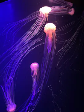 マリンワールド海の中道に投稿された画像（2026/3/14）