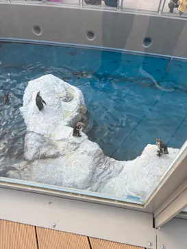 アクアワールド茨城県大洗水族館に投稿された画像（2026/3/14）