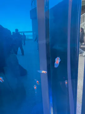 アクアワールド茨城県大洗水族館に投稿された画像（2026/3/14）