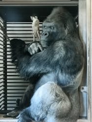 名古屋市東山動植物園に投稿された画像（2026/3/14）