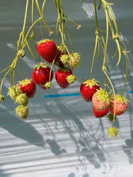 金子苺園に投稿された画像（2026/3/15）