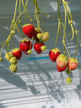 金子苺園に投稿された画像（2026/3/15）