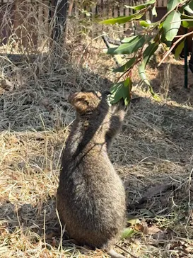こども動物自然公園（埼玉県公園緑地協会）に投稿された画像（2026/3/15）
