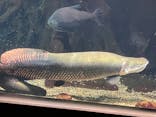 世界淡水魚園水族館　アクア・トトぎふに投稿された画像（2026/3/15）